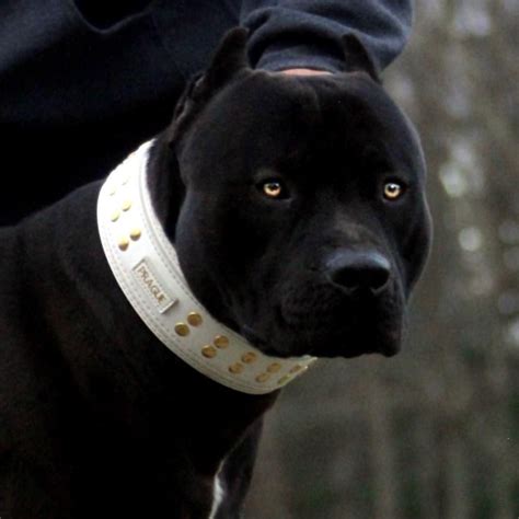 Last dog online on 123movies and 123movieshub. Pin na Prague beauty black Pitbull