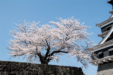 Hanami Japans Cherry Blossom Viewing Tradition Marsman Drysdale