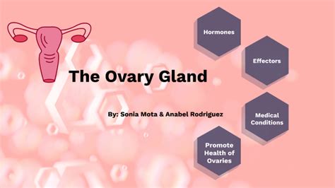 Ovary Gland By Anabel Rodriguez