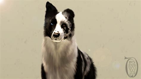Blue Merle Sims 3 Border Collie Realitys Maze By Spiritythedragon On