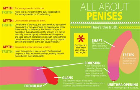 Penises Sex Ed Infographic POPSUGAR Love Sex Photo 3