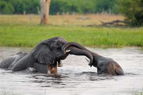 Two African Elephants Fighting In Water • Wildlife Photography Prints