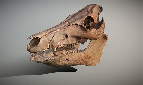 Artstation Wild Boar Skull With Manual Retopo Photorealistic