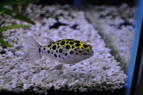 Green Spotted Puffer Fish Pet Animals Puffer