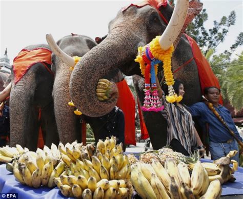 By and large, elephants are not fussy eaters. Black South Asia: National Elephant Day Thailand: All you ...