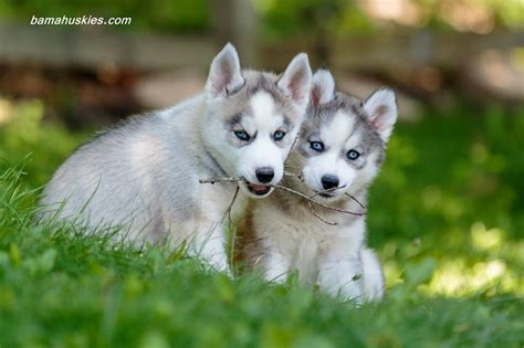 Pictures Of Husky Puppies 40 Cute Siberian Husky Puppies Pictures