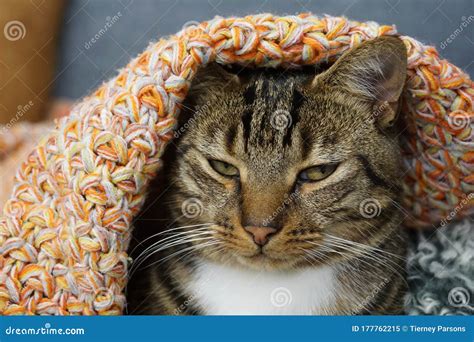 Cute Funny Tabby Cat Falling Asleep Under Bright Orange Rug Stock Image