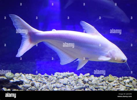 Download This Stock Image Pangasius Hypophthalmus Albino In Aquarium