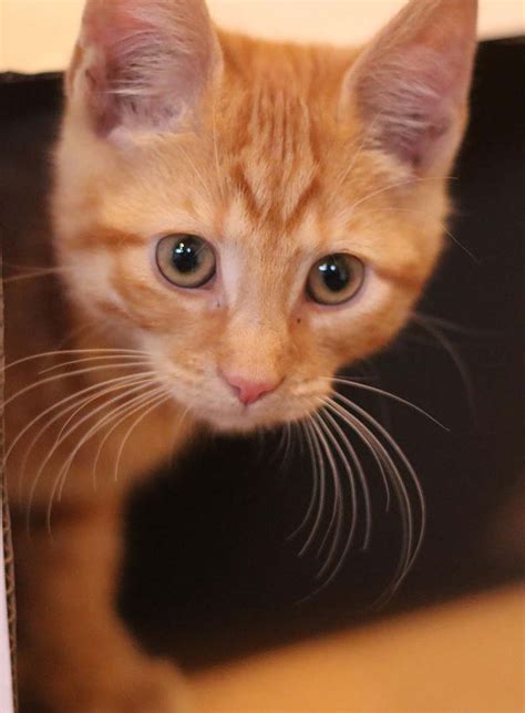 Orange Tabby Cat Kitten