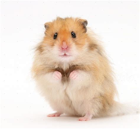 Syrian Hamster Syrian Hamster Hamster Bear Hamster