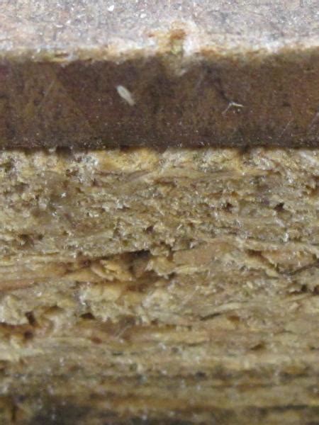 You're looking at the end grain of a long piece of decking. Is this a termite? (Little white bugs found on wood in ...