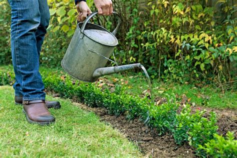 10 Tips For Autumn Planting Bbc Gardeners World Magazine