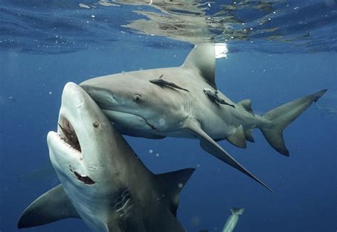 Photos Diver Photographs Up Close Encounter With 600 Pound Pregnant