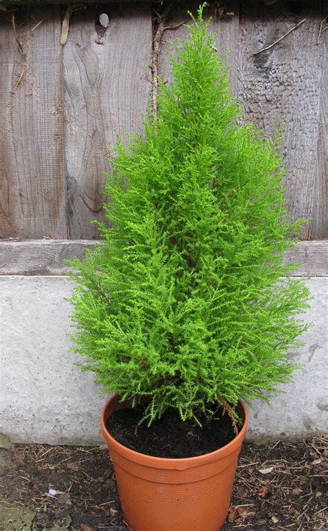 Lemon Cypress Tree Care Cypress Trees Cypress Plant Potted Trees