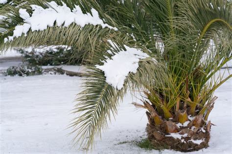 Leavs Of Palm Trees Covered With Snow Stock Photo Image Of Grass