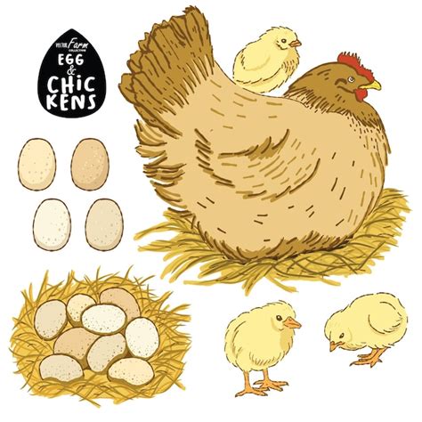 Premium Vector Chickens And Egg Illustration Hand Drawn Vector