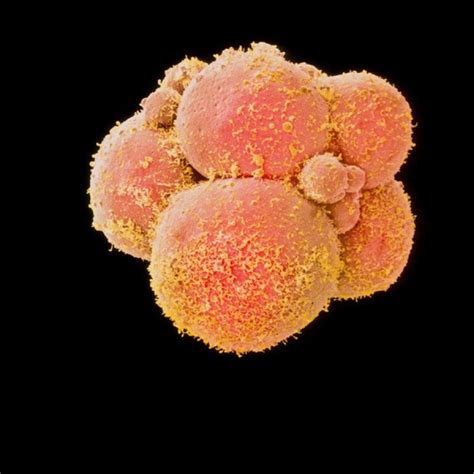 Genome Editing Sheds Light On Human Embryo Development