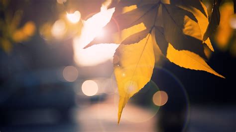 Wallpaper Sunlight Reflection Branch Yellow Morning Atmosphere