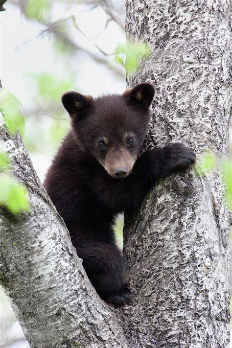 black bear cub in between two limbs of photograph by rpbirdman pixels