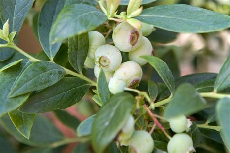 Vaccinium Corymbosum Sunshine Blue Bbc Gardeners World Magazine