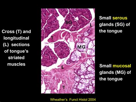 Solution Oral Cavity Salivary Glands Teeth And Surrounding Tissues