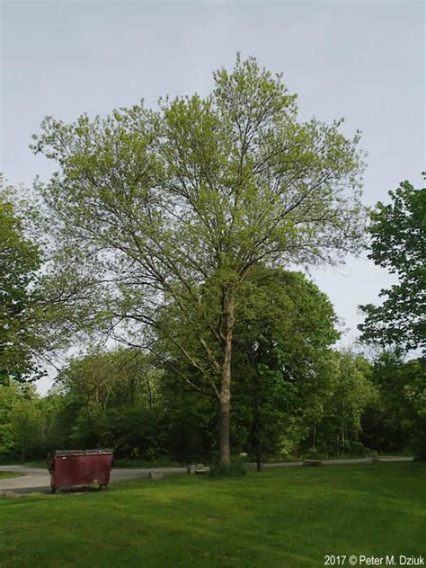 Carya Cordiformis Bitternut Hickory Minnesota Wildflowers