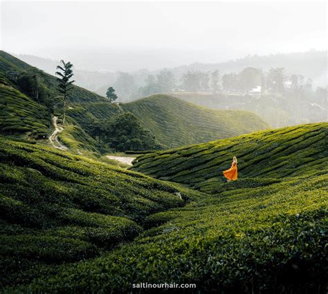 Cameron Highlands Tea Plantations And Trails Malaysia