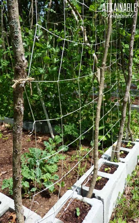 Diy Trellis Ideas For Growing A Vertical Garden On A Budget