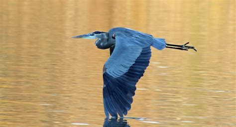 7 Fascinating Facts About Great Blue Herons Birds And Blooms
