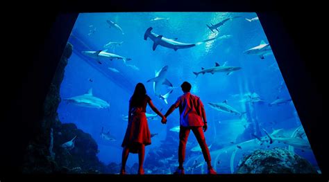 シンガポール シーアクアリウム Eチケット＜セントーサ島にある世界最大級の水族館＞ 楽天トラベル 観光体験