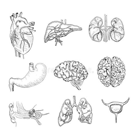 Sistema Dibujado Mano Con Los órganos Humanos Ilustración Del Vector