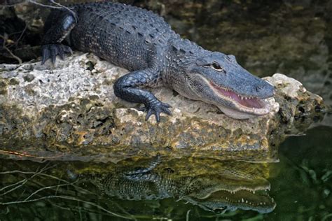 Nile Crocodile Invasion Of Florida Everything You Need To Know
