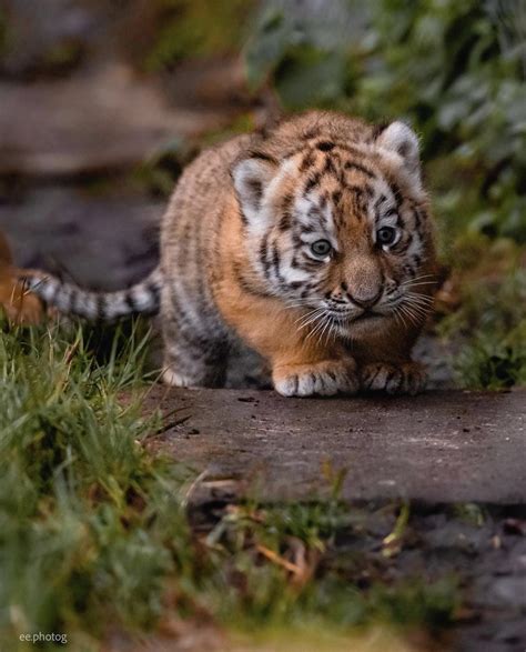 Five Week Old Tiger Cub At Banham Zoo Photo By Eephotog R
