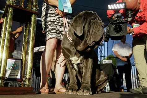 Huge Homely Mastiff Named Martha Wins Worlds Ugliest Dog Contest In