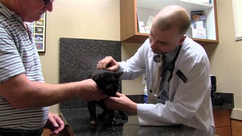 All animals deserve compassionate veterinary care. Pet Care Veterinary Hospital, Virginia Beach, VA - YouTube