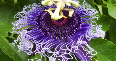 The plant is native to the americas, though it is passion flower is a vining flowering plant that grows as tall as 32 feet. Passion Flower Benefits | LIVESTRONG.COM
