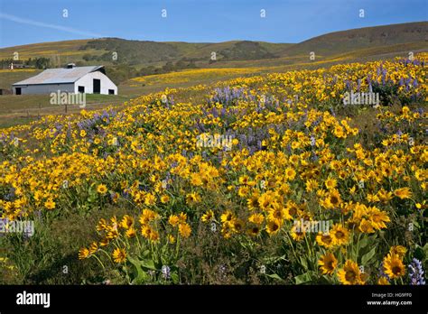 Colorful Mountain Meadow Hi Res Stock Photography And Images Alamy