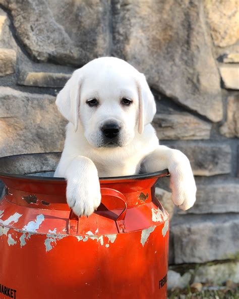 White Labrador Puppy White Lab Puppies Lab Puppy Lab Dogs Beagle