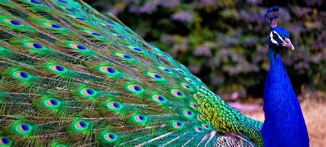 These Incredible Photos Of The Majestic Peacock In Full Flight Are Stunning