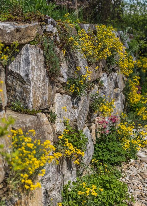 Rockery With Yellow Flowers — Stock Photo © Deepgreen 136732436