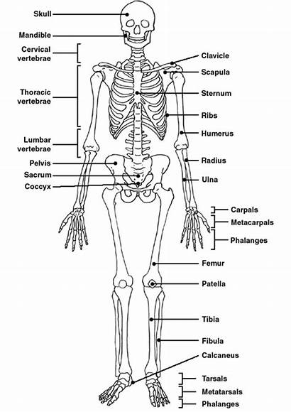Skeleton Worksheet Labeled Skeletal Human System Label