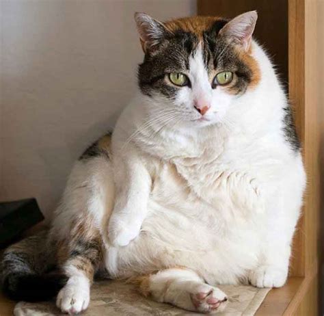 Gato Gordo O Que Fazer Pet Total Neem