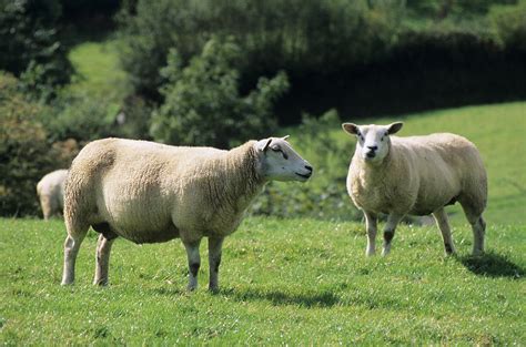 Texel Sheep Photograph By David Aubrey