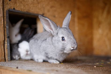 Rabbit Care | Learn How to Care for a Pet Rabbit in 2020
