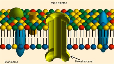 Lipídeos Lipoproteínas E Formação De Membranas Biológicas Blog Do