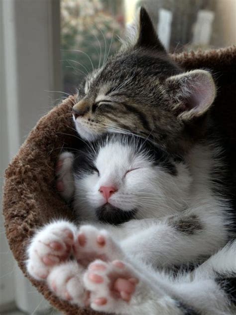 Happy Hug Day These Pictures Of Animals Hugging Will Make You Crave A