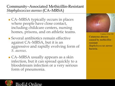 Understanding Methicillin Resistant Staphylococcus Aureus Bioed Online