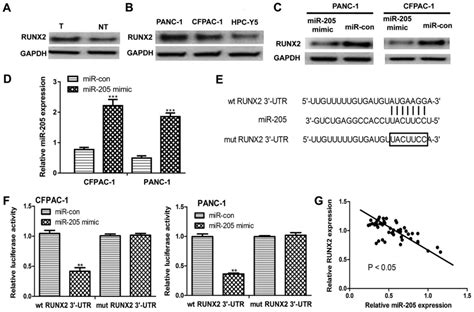 mir‑205 targets runt‑related transcription factor 2 to inhibit human pancreatic cancer progression