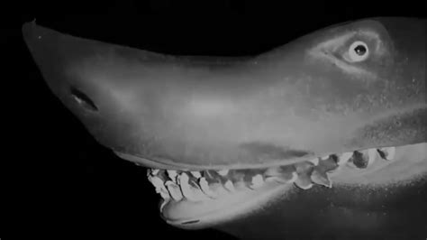 Jaws Shark 🦈 Youtube