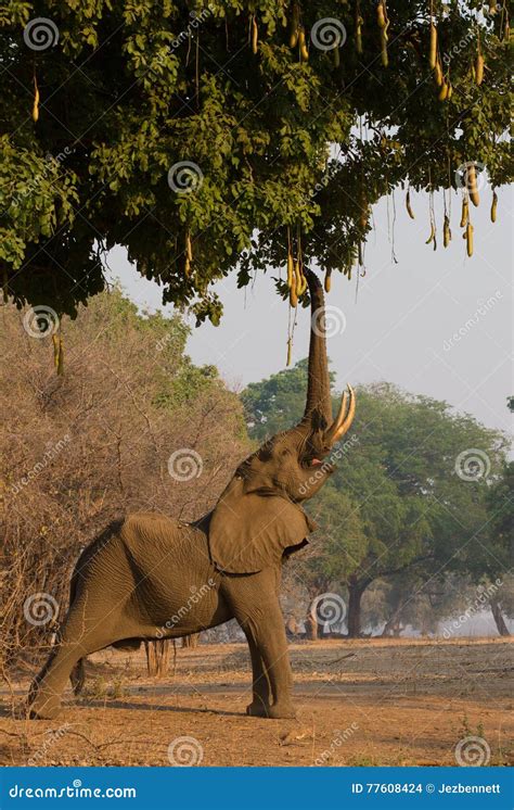 African Elephant Bull Loxodonta Africana Reaching Up Stock Photo